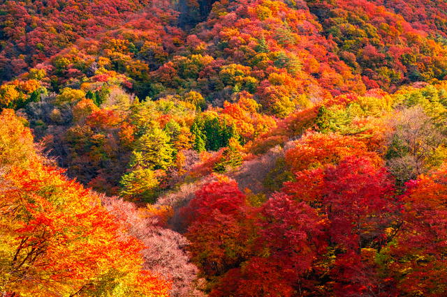 紅葉