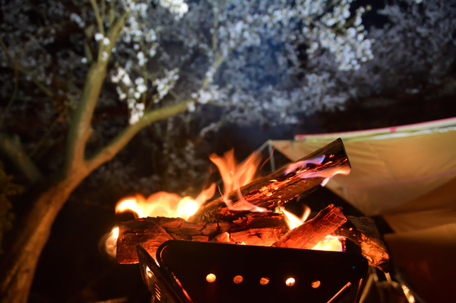 桜の下でたき火