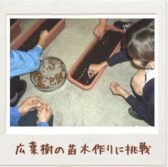 エコ活動 どんぐりから苗木をつくっています